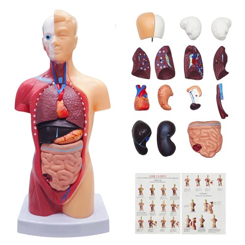 Torso körpermodell herz - torso,