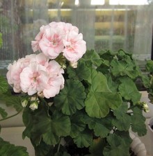 🌸 Pelargonie Twodees