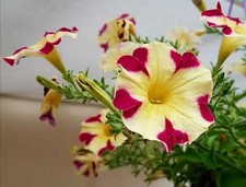 Petunien petunia 50 - petunien, nr.7
