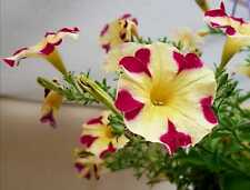 Petunien * Nr.7 * Petunia * 50  Blumensamen * handverlesen
