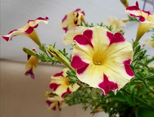 Petunien petunia 50 - petunien,