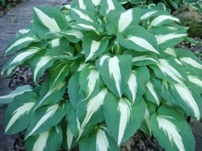 Funkie NIGHT BEFORE CHRISTMAS