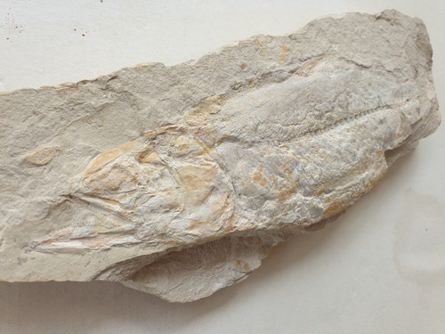 Fisch unpräpariert - 24,