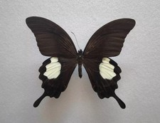 Papilio iswara Male Schmetterlinge Entomologie