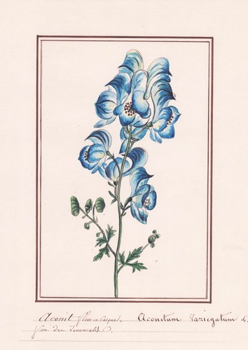 Eisenhut aconitum variegatum - aconitum,