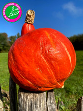 HOKKAIDO RED KURI 🧡 10+