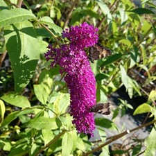 Sommerflieder royal red - royal,