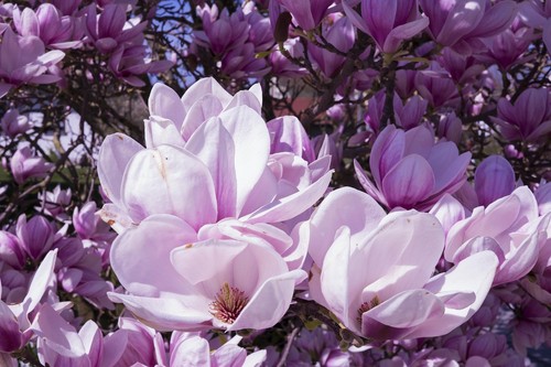 Magnolie stecklinge hell lila - magnolie,
