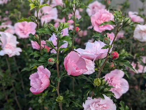 Gefüllter hibiskus pink - gefüllter, `pink