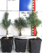 Pinus sylv. "Beuvronensis"   -
