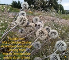 Kugeldistel, Echinops sphaerocephalus, globe thistle, 50 seeds, samen