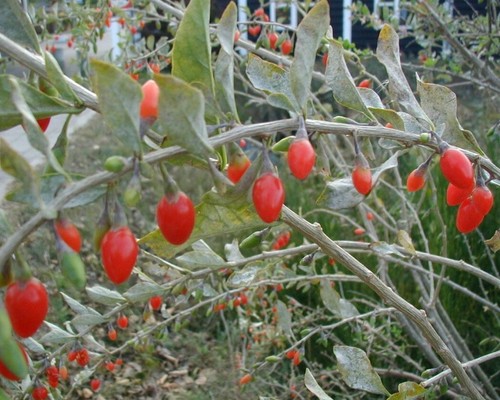 Samen gojibeeren strauch - samen, gojibeeren-strauch