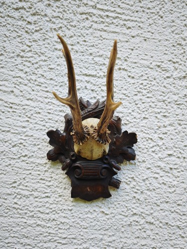 Rehbock gehörn auf - gehörn,