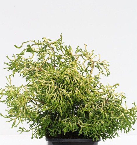 Gelbe hinoki scheinzypresse - hinoki,