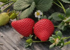 10 St. Erdbeerpflanzen Erdbeeren gemischte Sorten tolle Früchte