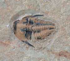 Kambrium  Achlysopsis sp