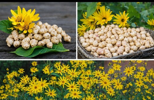 Bio topinambur kleine knolle - topinambur,