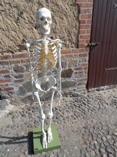 Original somso skelett modell - somso,