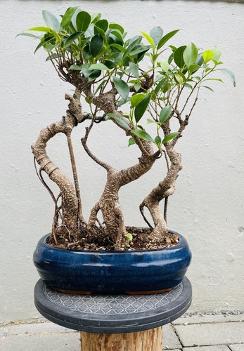 Bonsai 3er gruppe chinesische - 3er,