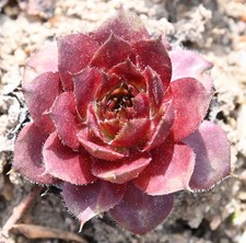 Sempervivum, Dachwurz, Sorte
