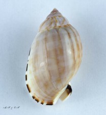 Casmaria erinaceus vibex