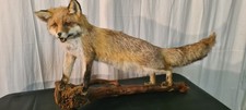 Ausgestopfter Fuchs auf