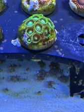 Meerwasser Stein Aquarium Dekoration