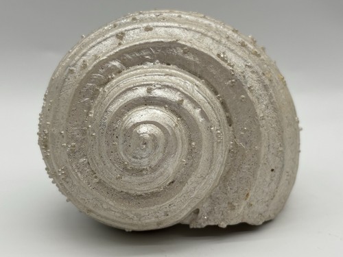 Riesige turbo marmoratus - riesige,