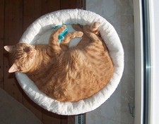 fensterbankliege für Katzen