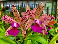 Cattleya phyton tiger hybride - phyton,