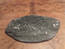 Authentisches ~300 Mio. Jahre