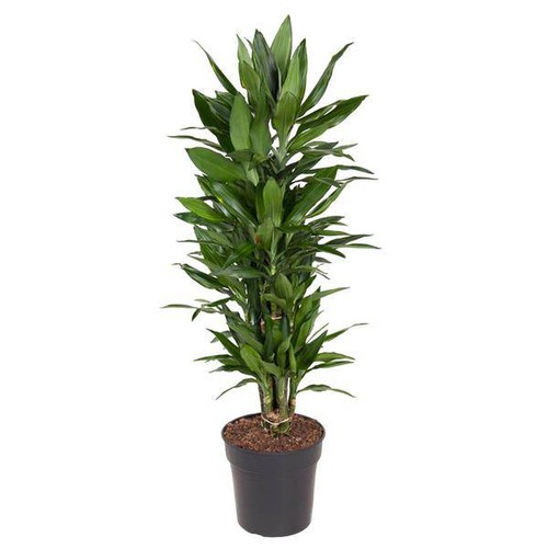 Drachenbaum dracaena janet - drachenbaum,
