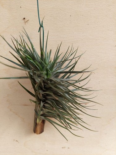 Tillandsia tenuifolia var