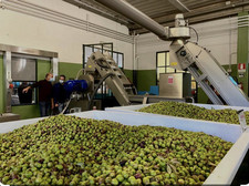 pure Olivenöl aus Portugal 5