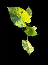 Alocasia Macrorrhiza Aurea