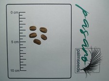 10x Palmen Samen Phoenix