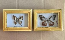 2 tropische Schmetterlinge in passenden Rahmen Entomologie