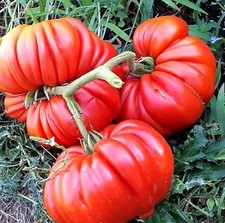 Tomatensamen (7+Samen)