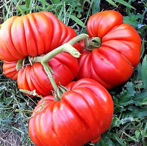 Tomatensamen - , (7+samen)