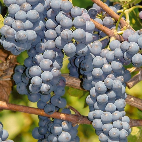 Weinrebe leon millot - 2l,