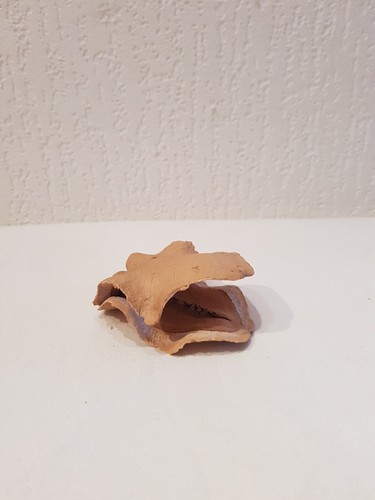 Froschmaulschote klein 7cm - froschmaulschote, ca.
