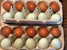 20 ausgeblasene kleine grüne und rotbraune Hühnereier, nur ein Loch!