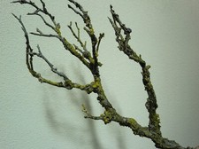 Wildbirken-Zweig künstlich