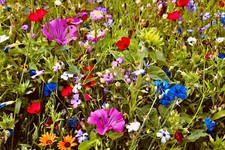 +10.000 Samen Bienenweide Mischung Insekten Bienen WIESE SOMMER-BLUMEN 🐝  25qm