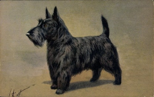 Hundeportrait scotch - ak, hundeportrait,