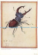 D167517 Der Hirschkafer