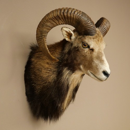 Mufflon - (ovis, gmelini