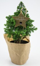 Der kleinste Weihnachtsbaum der Welt, Tannenbaum ca. 25cm groß inc. Topf, mit...