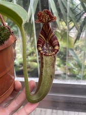Nepenthes LVB X VMV X VB  Nr.1
