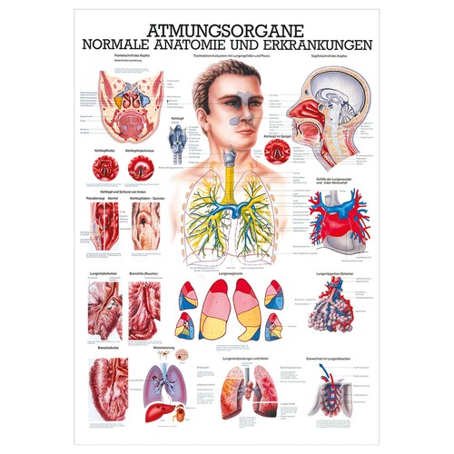 Atmungsorgane mini poster - atmungsorgane, mini-poster